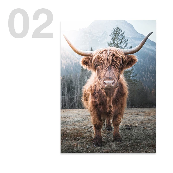 Rustic Highland Cow and Forest Landscape Photography Canvas